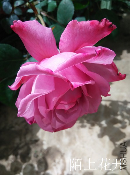 IMG_20150416_120225.jpg