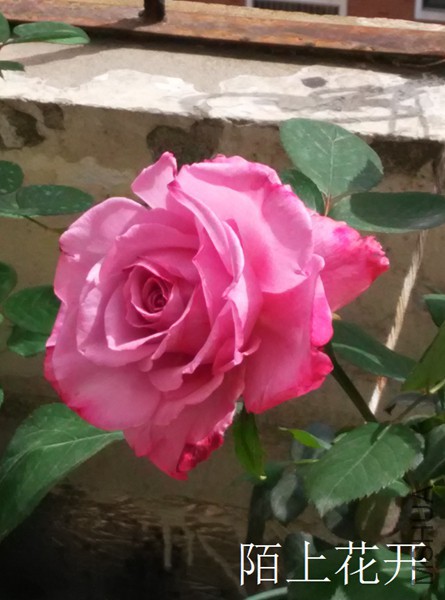 IMG_20150416_135448.jpg