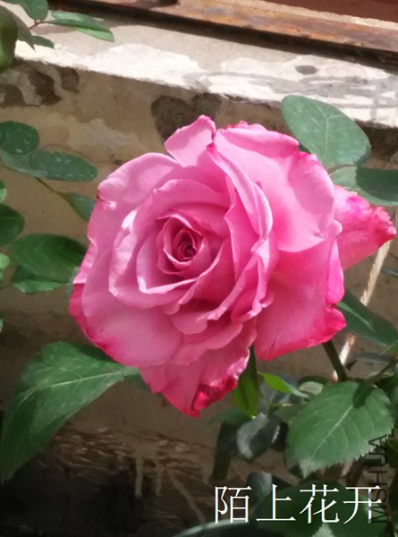 IMG_20150416_135500.jpg