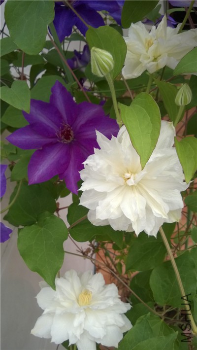 WP_20150418_004.jpg