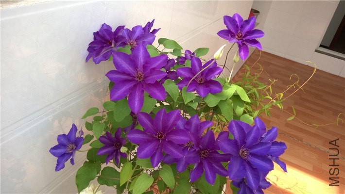WP_20150417_002.jpg