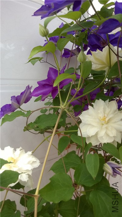 WP_20150418_001.jpg