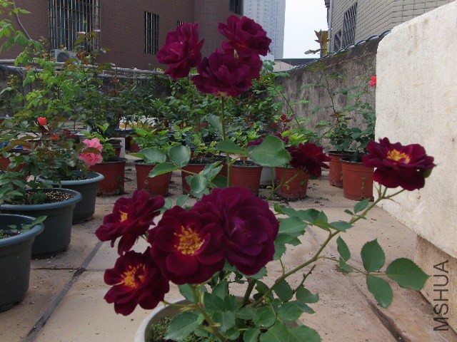 GEDC0218.JPG