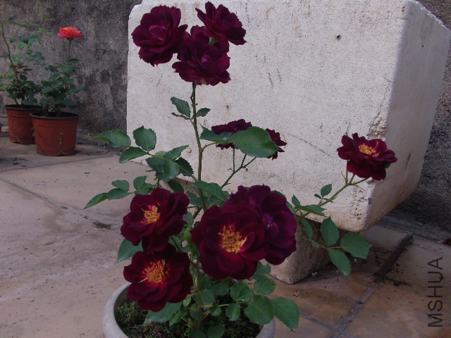 GEDC0220.JPG