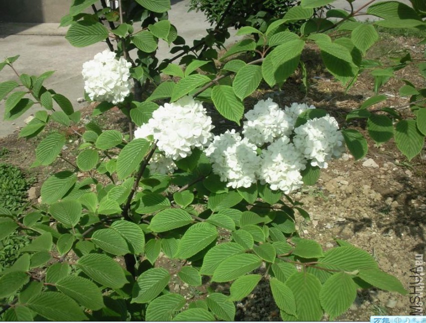 ����Ǳ��˼ҵ�ľ����