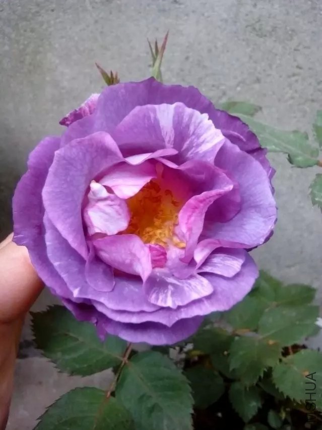 psb (4).jpg