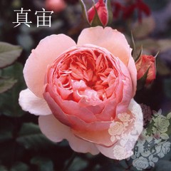 2c7577ef76c6a7ef718385c1f9faaf51f2de6611.jpg