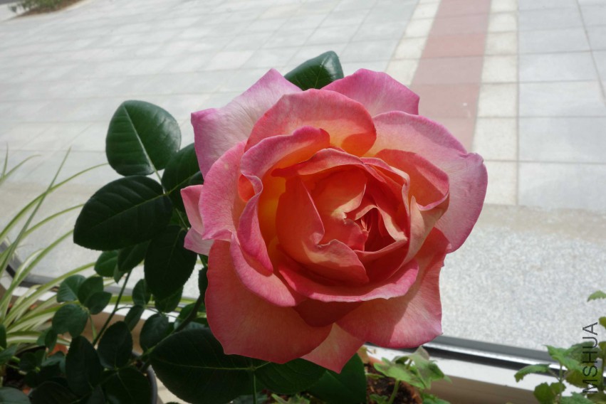 DSC02375.JPG