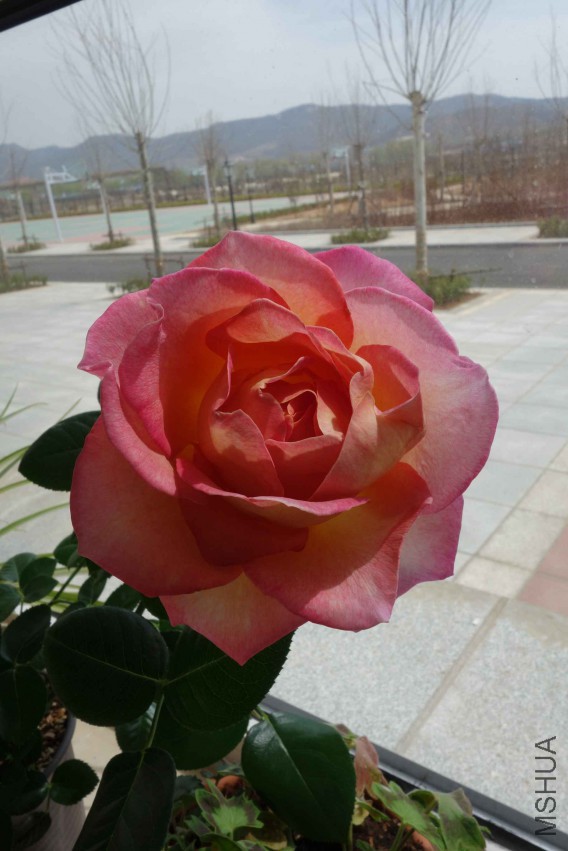 DSC02376.JPG