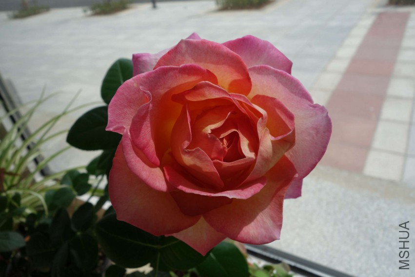 DSC02381.JPG