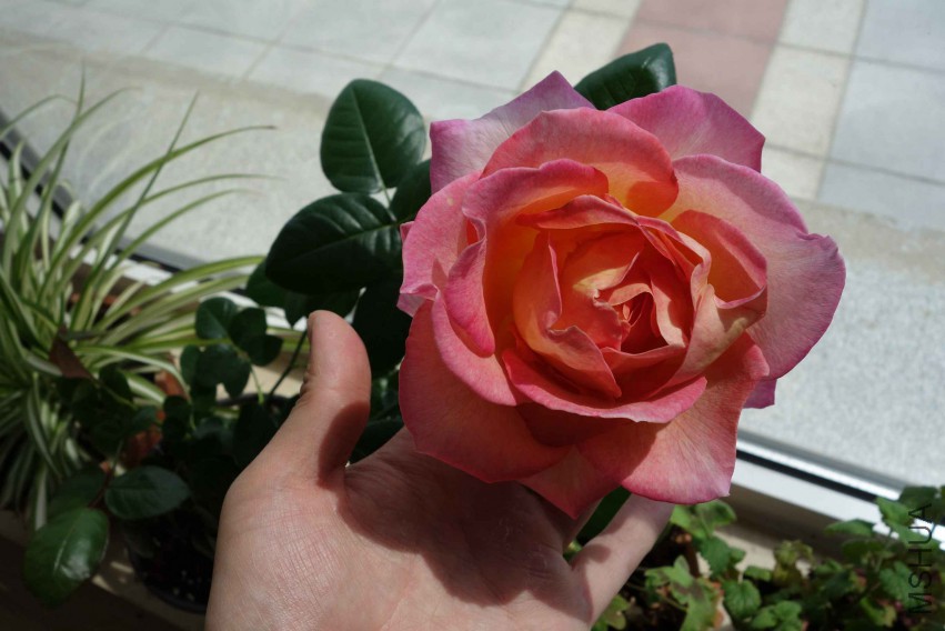 DSC02384.JPG