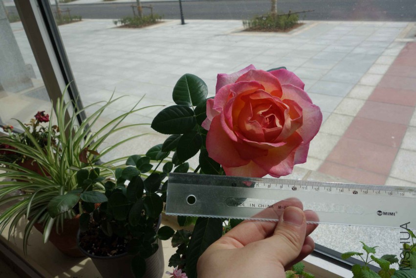DSC02385.JPG