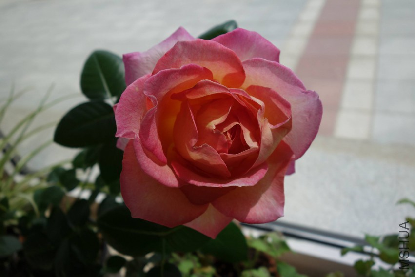 DSC02387.JPG