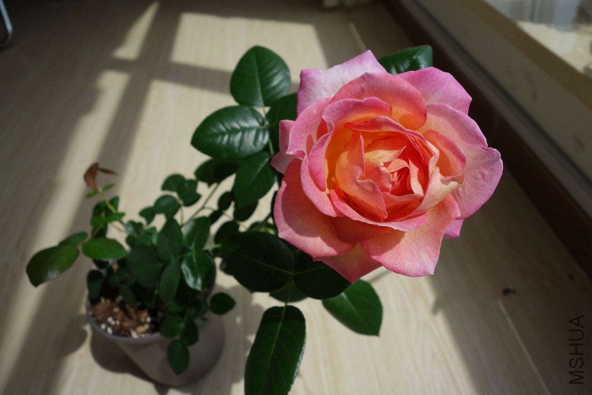DSC02388.JPG