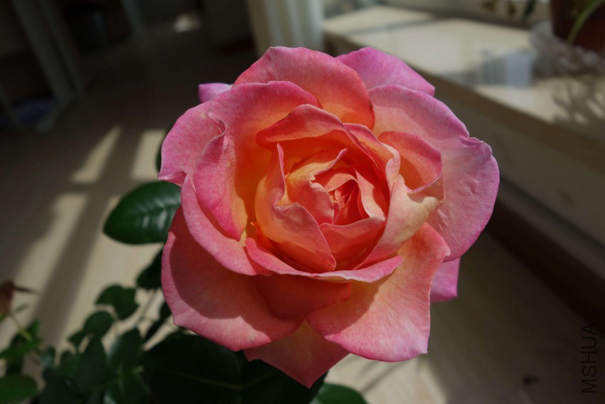 DSC02390.JPG
