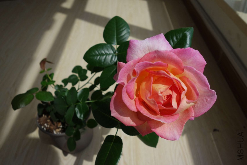 DSC02392.JPG