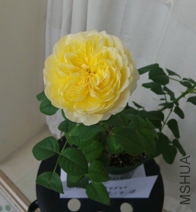 IMG_20150418_140751.jpg