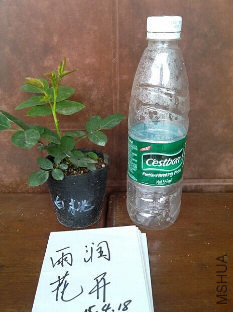 ���Ҳ�ݮ����.jpg