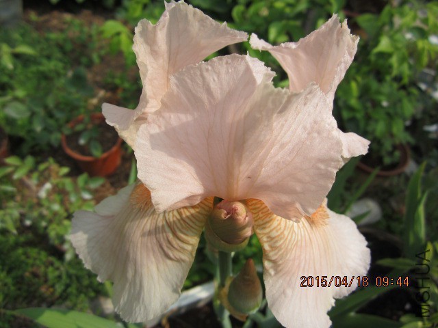 IMG_9424.JPG
