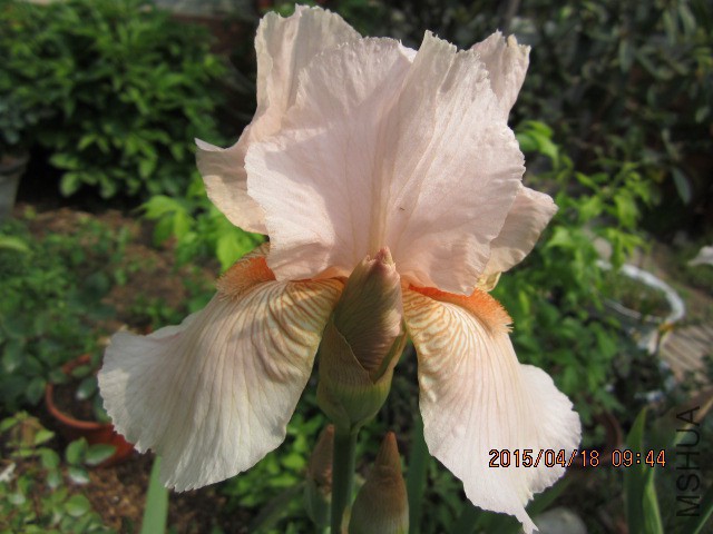 IMG_9425.JPG