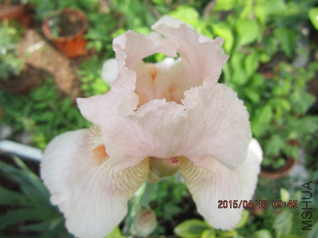 IMG_9429.JPG