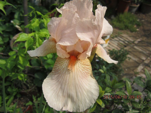 IMG_9430.JPG