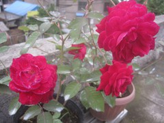 ��Ƭ 015_����.jpg