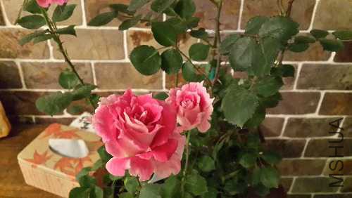 20150418_193223_LLS.jpg