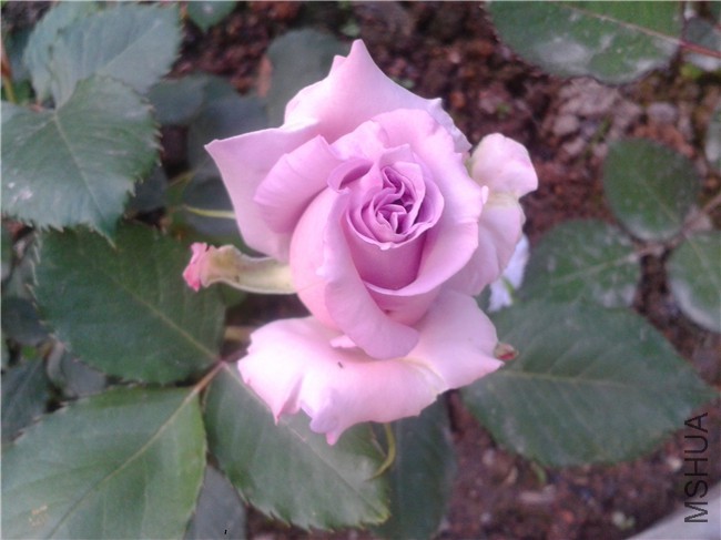 2015-04-18 17.52.47.jpg
