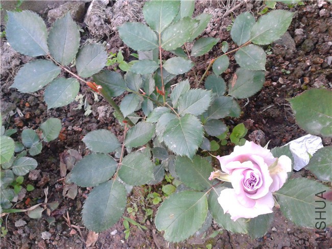 2015-04-18 17.54.13.jpg