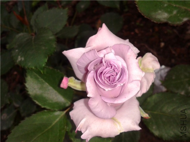 2015-04-19 06.58.43.jpg