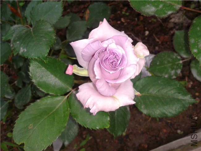 2015-04-19 07.02.08.jpg