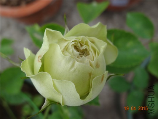 DSC07908.jpg