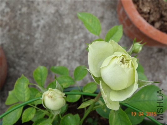 DSC07909.jpg