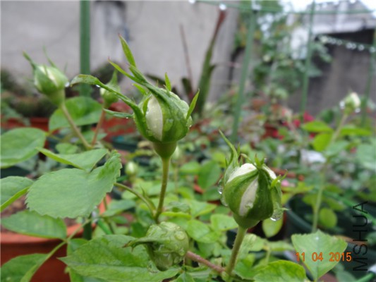 DSC07288.jpg