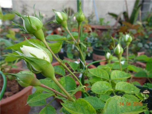 DSC07458.jpg