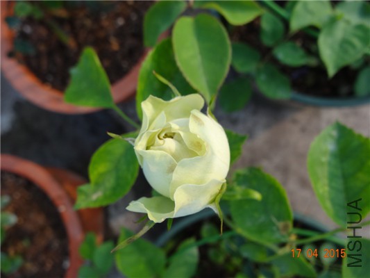 DSC07722.jpg