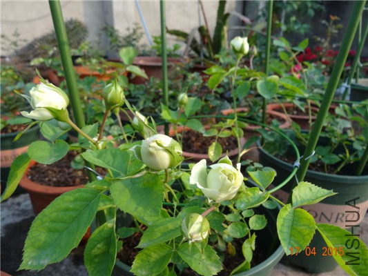 DSC07723.jpg