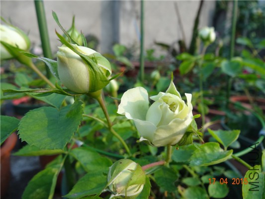 DSC07724.jpg
