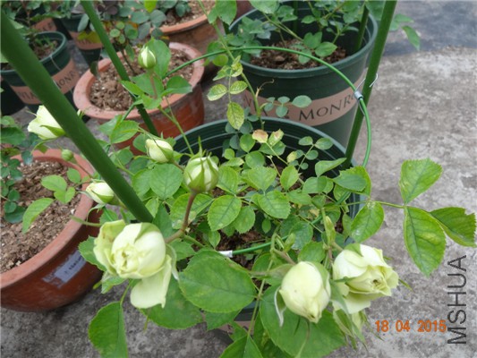 DSC07861.jpg