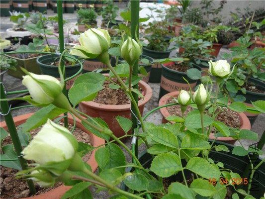 DSC07860.jpg