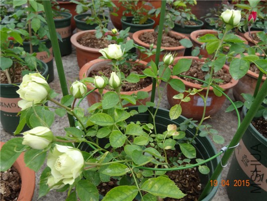 DSC07904.jpg