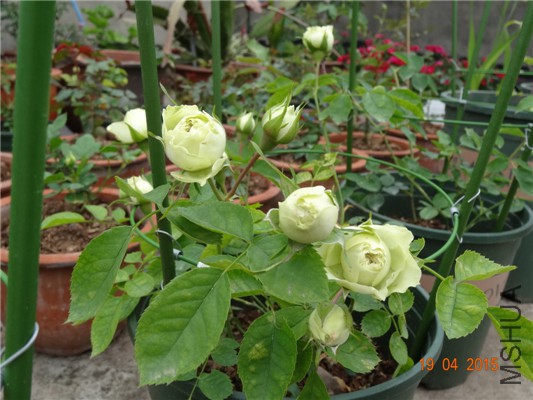 DSC07905.jpg