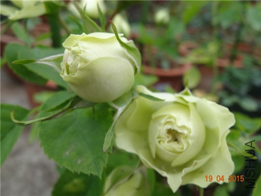 DSC07906.jpg