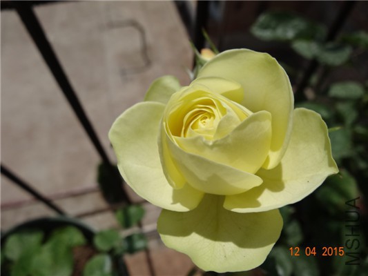 DSC07342.jpg