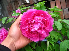 IMG_0413.JPG