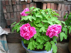 IMG_0414.JPG