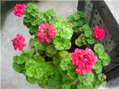 IMG_0411.JPG