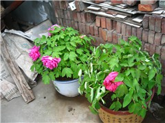 IMG_0416.JPG