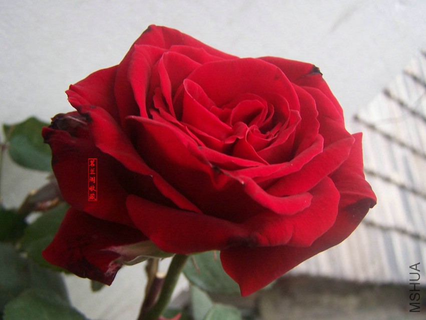 ����_63141.jpg